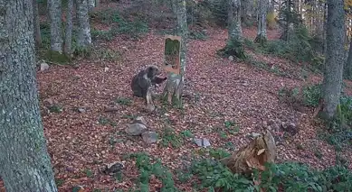 Ormana Yerleştirilen Aynada Ayı Şaşırdı!