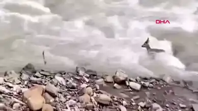Bartın'da Derede Sürüklenen Karaca Görüntülendi