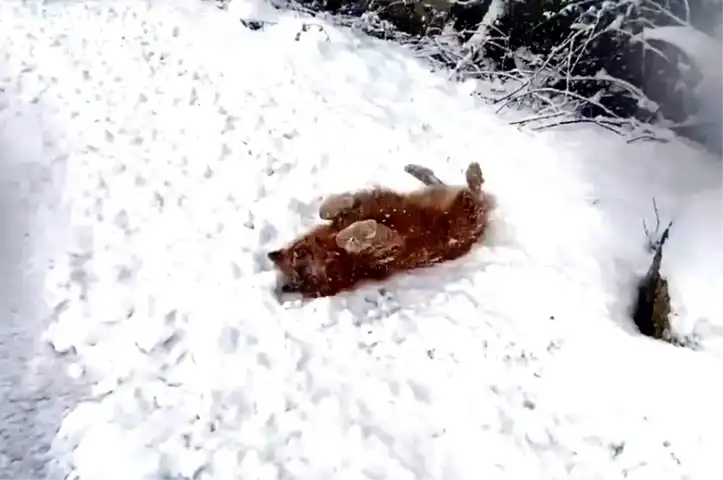 Bartın'da Kar Yağışı: Beyaz Bir Tablo