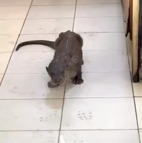 Sevimli Su Samuru,  Bartın'da Göz Kamaştırdı!