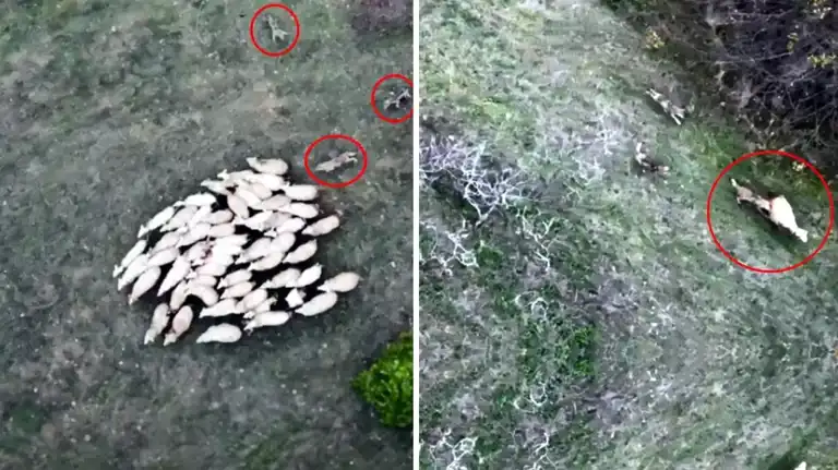 Kurtlar Koyun Sürüsüne Saldırdı! Dronla Kaydedildi!